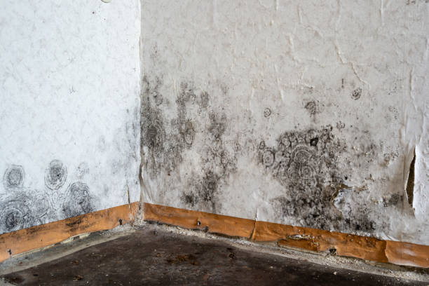 Best Mold removal after water damage  in Keeler Farm, NM